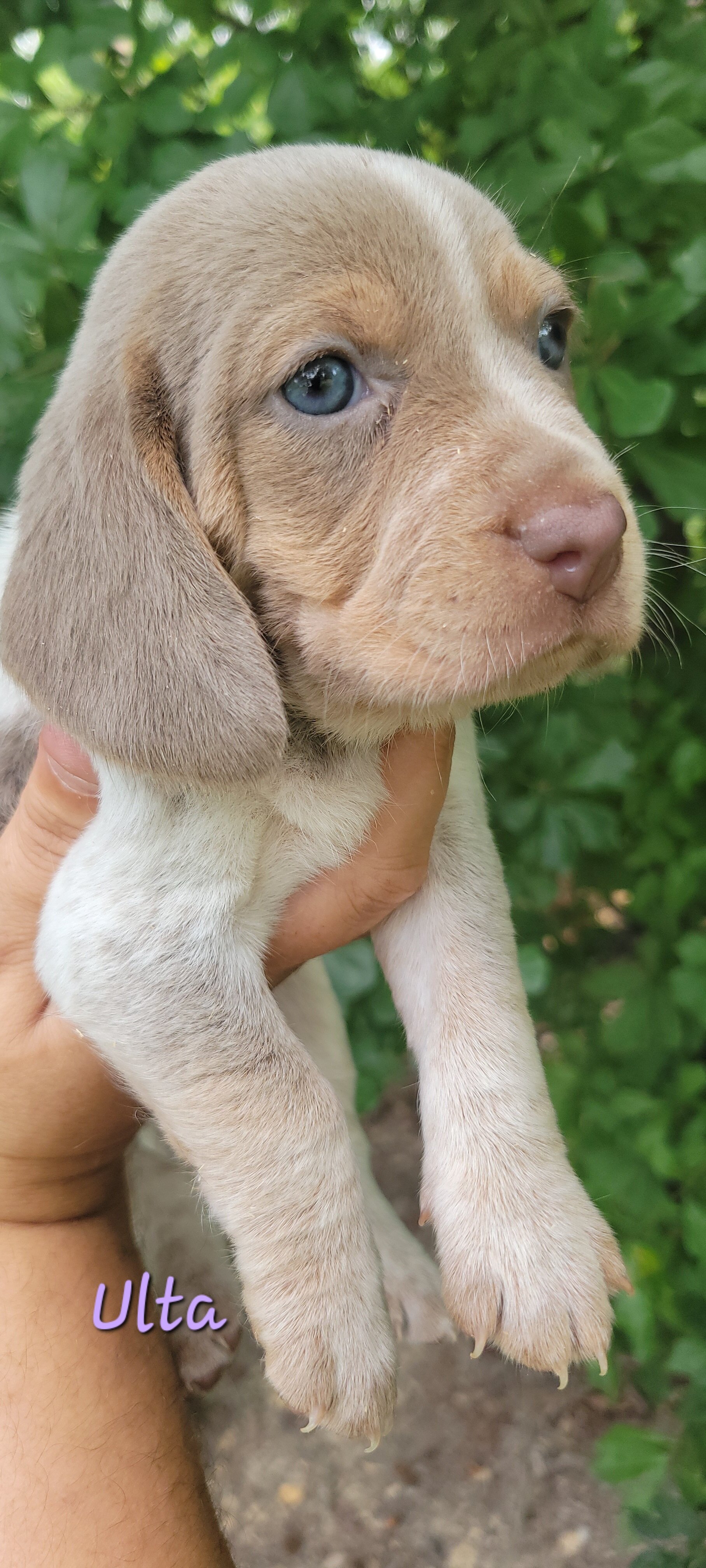 Beagle puppies image 4