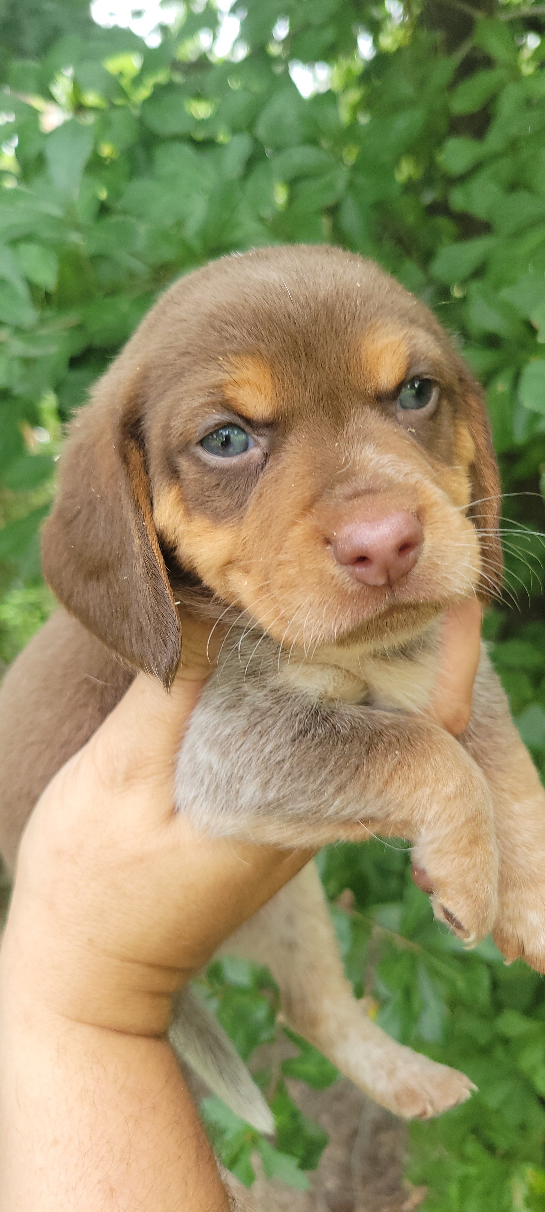 Beagle puppies image 3