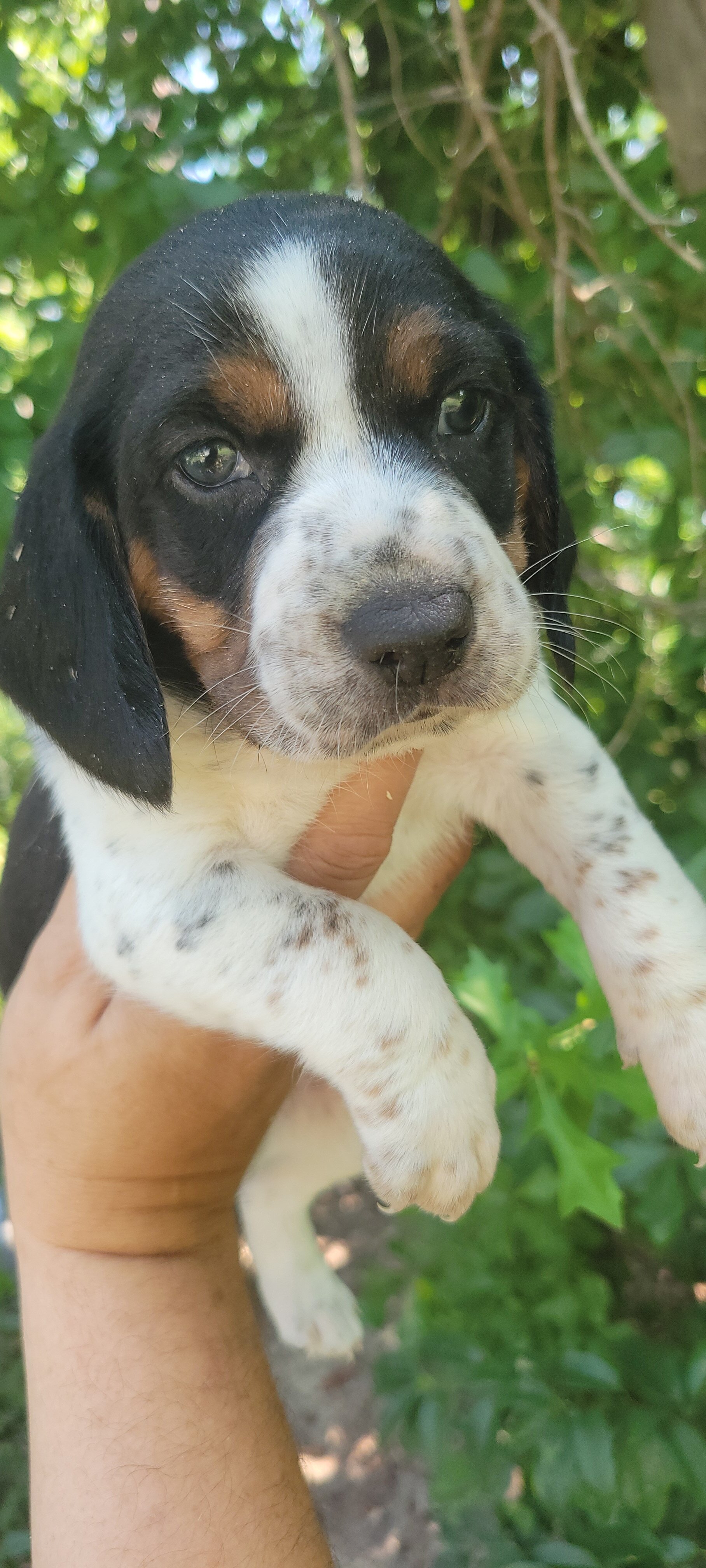 Beagle puppies image 1