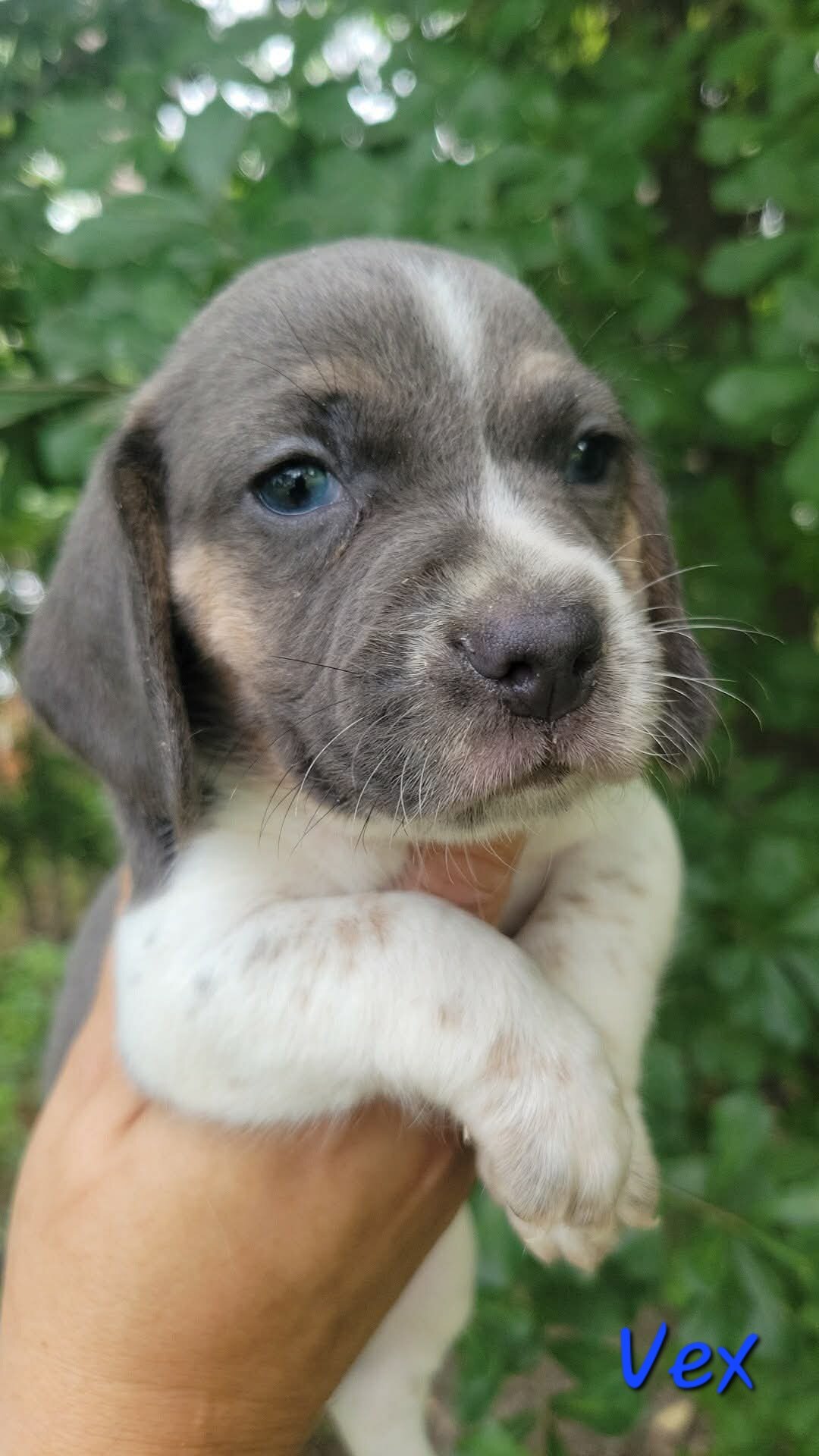 Beagle puppies image 2