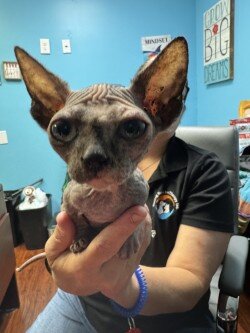 Sphynx and Bambino Kittens image 3