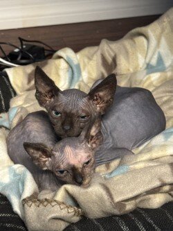 Sphynx and Bambino Kittens image 1