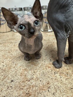 Sphynx and Bambino Kittens image 4