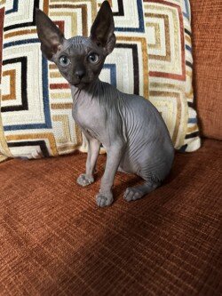 Sphynx and Bambino Kittens image 2