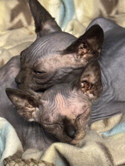 Sphynx and Bambino Kittens image 6