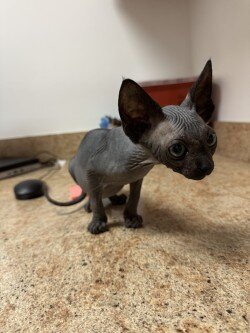 Sphynx and Bambino Kittens image 5