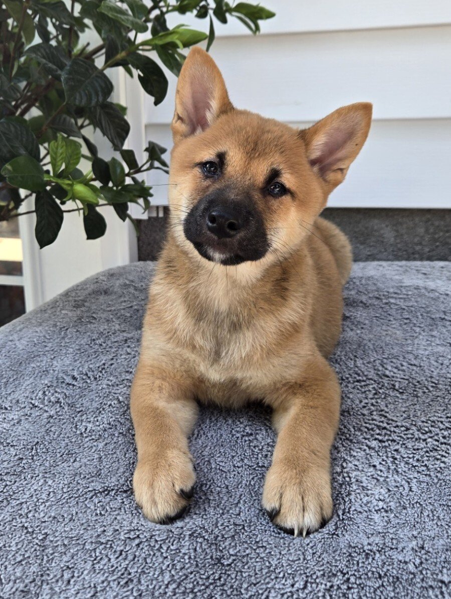 Mack Male Shiba Inu image 3