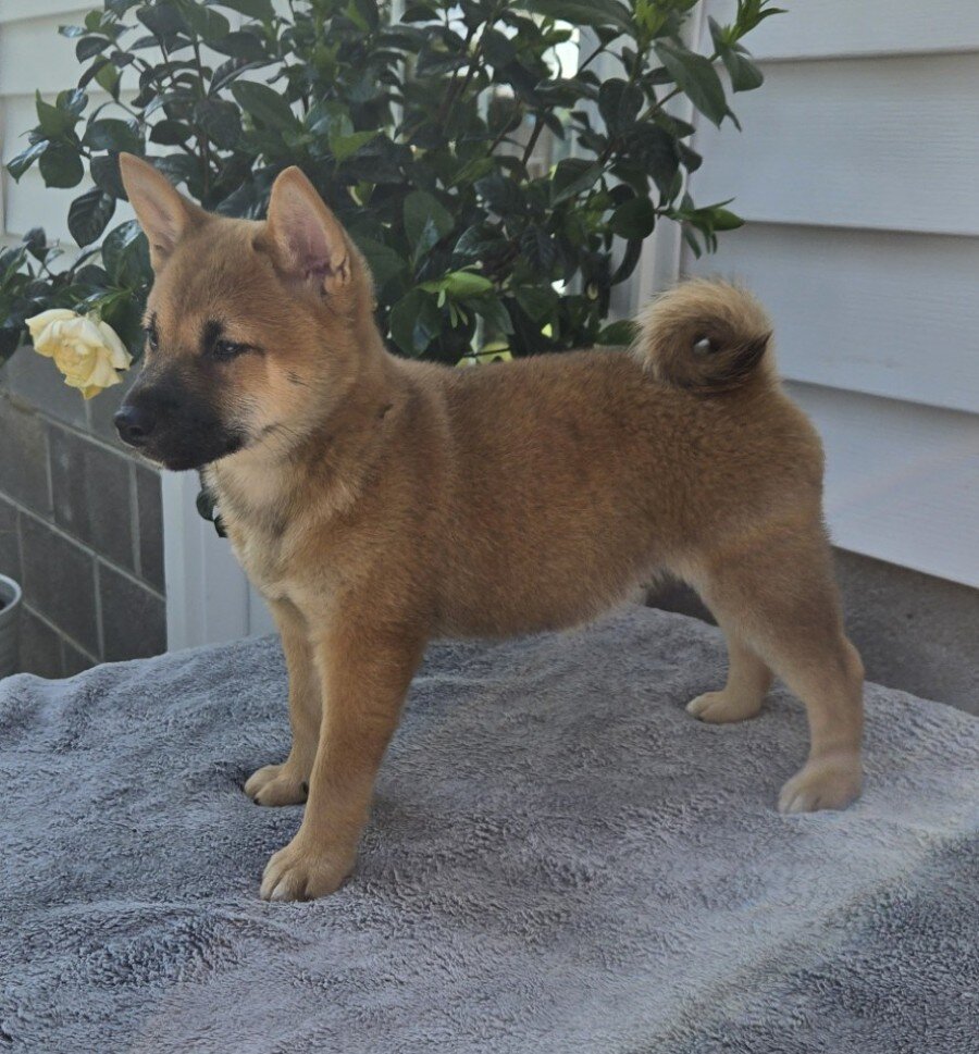 Mack Male Shiba Inu image 2