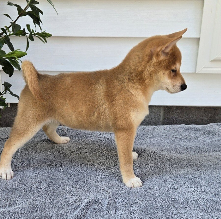 Marshall Male Shiba Inu image 2