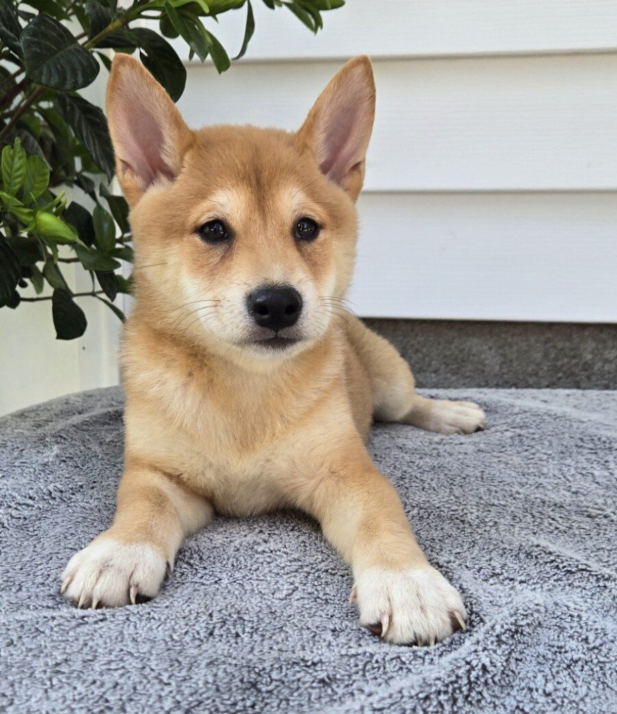 Marshall Male Shiba Inu image 3