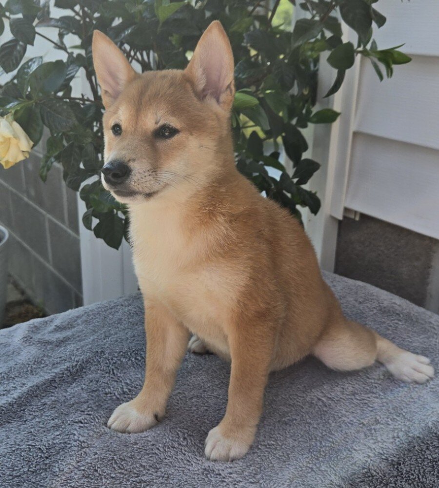 Mitch Male Shiba Inu image 4