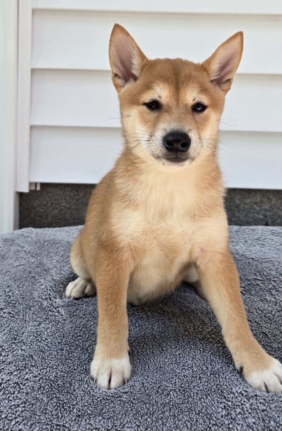 Mitch Male Shiba Inu image 2