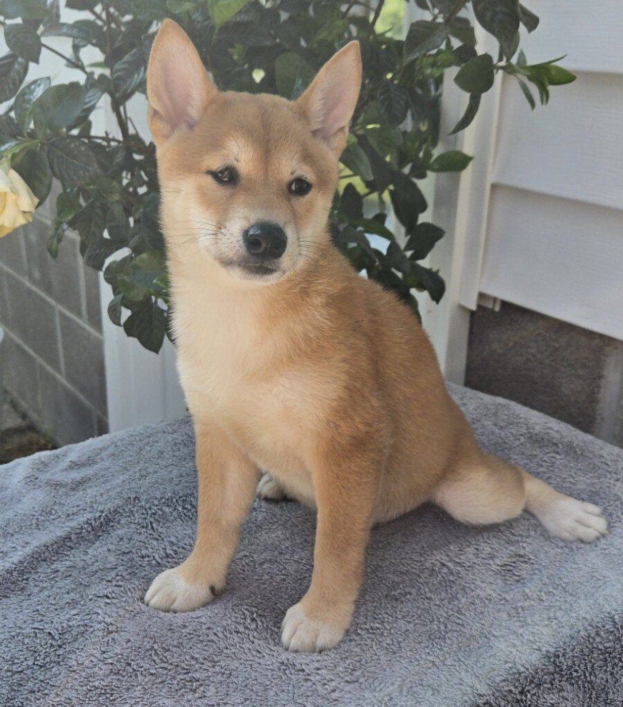 Mitch Male Shiba Inu image 3