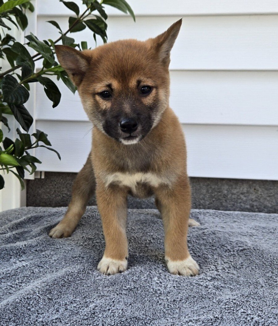 Toby Male Shiba Inu image 5