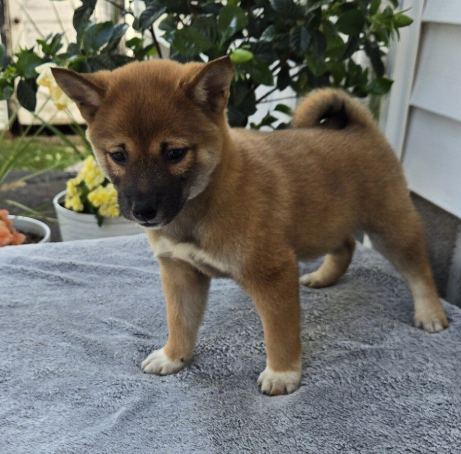 Toby Male Shiba Inu image 4