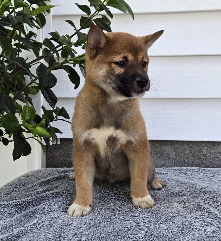 Toby Male Shiba Inu image 2