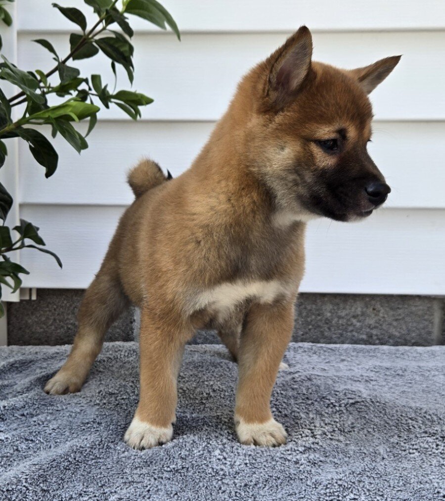 Toby Male Shiba Inu image 3