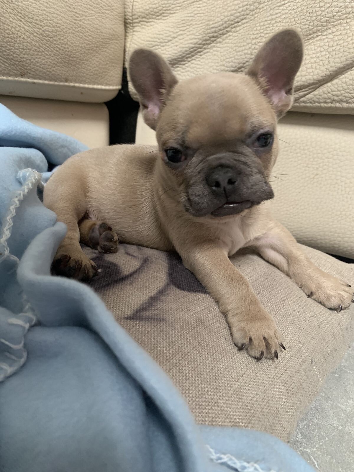 Frenchie bulldog puppy image 5