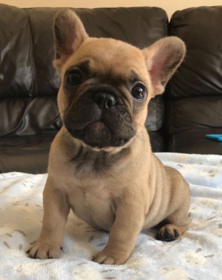 Frenchie bulldog puppy image 3