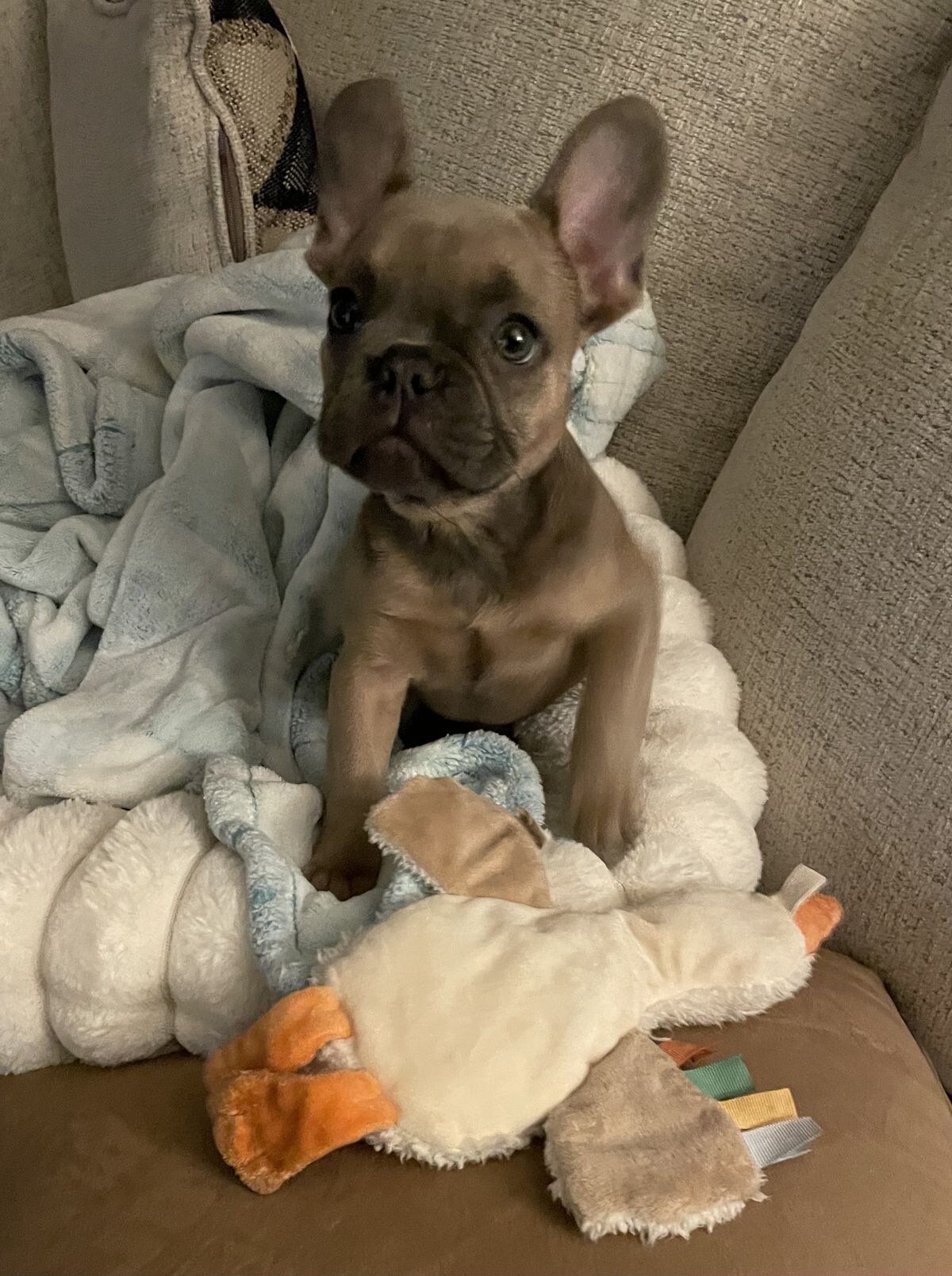 Frenchie bulldog puppy image 1
