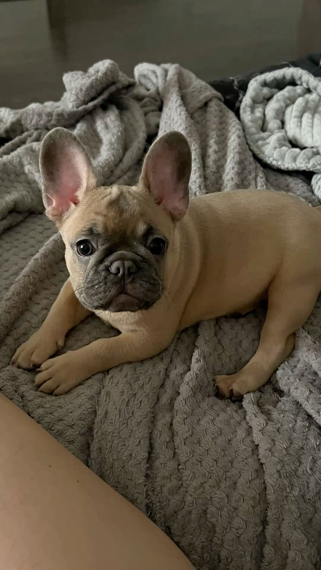 Frenchie bulldog puppy image 8