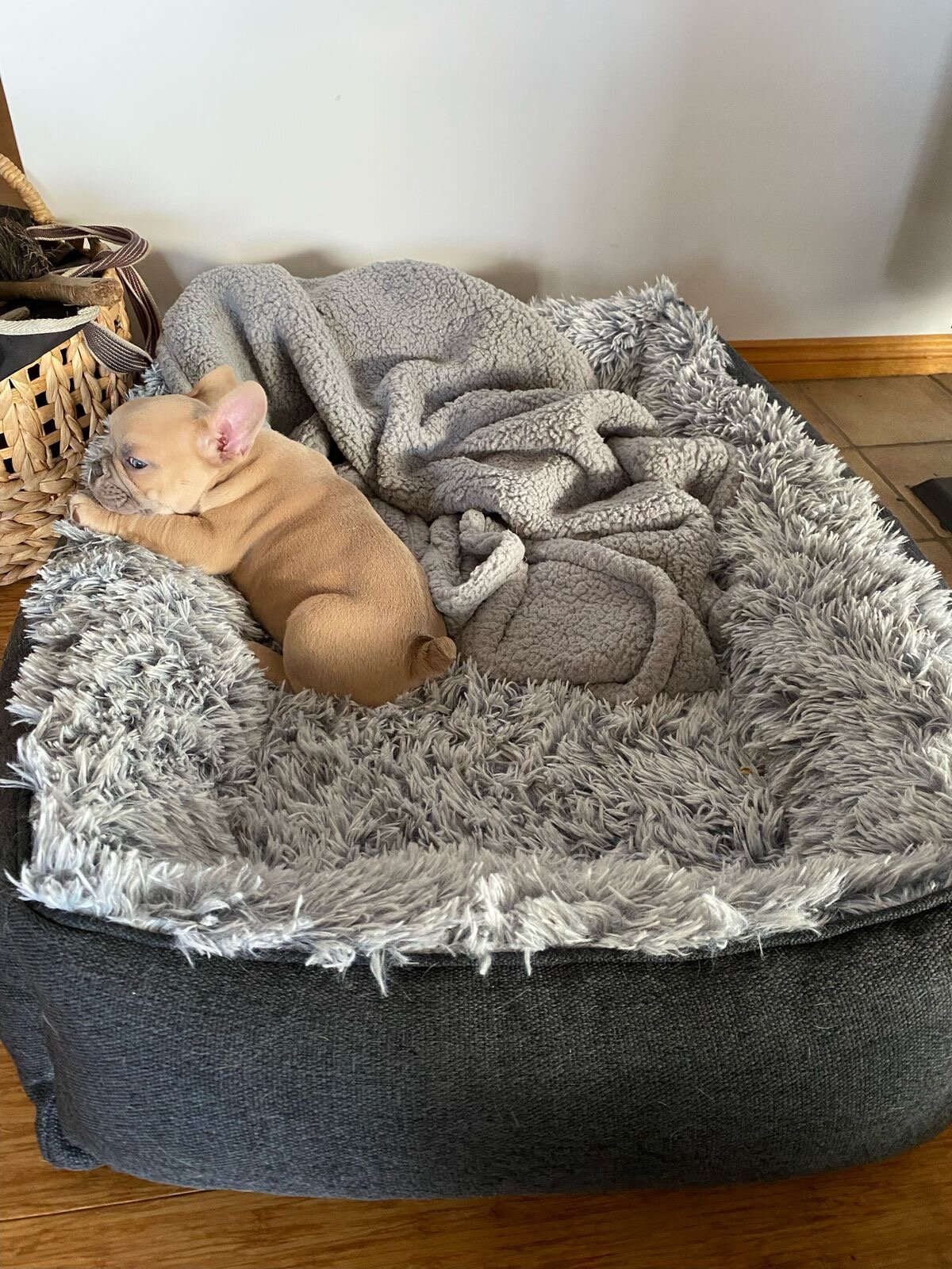 Frenchie bulldog puppy image 2