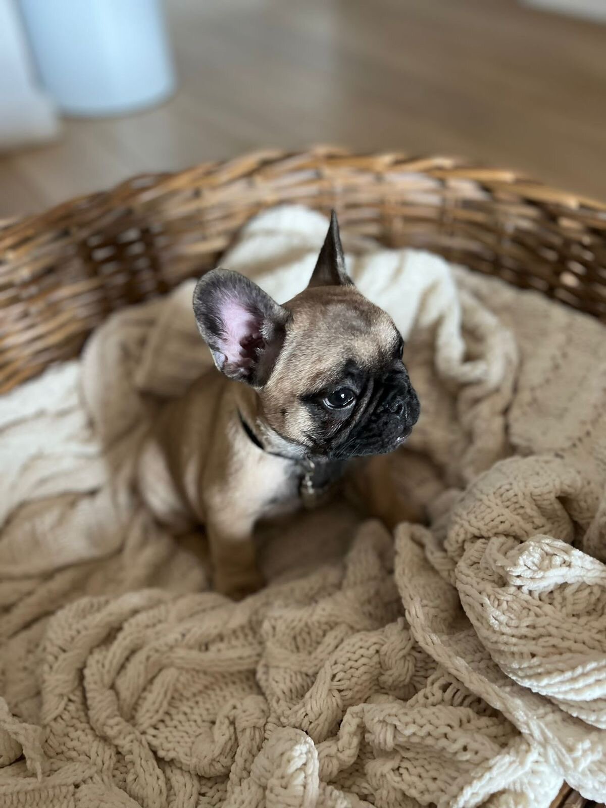 Frenchie bulldog puppy image 7