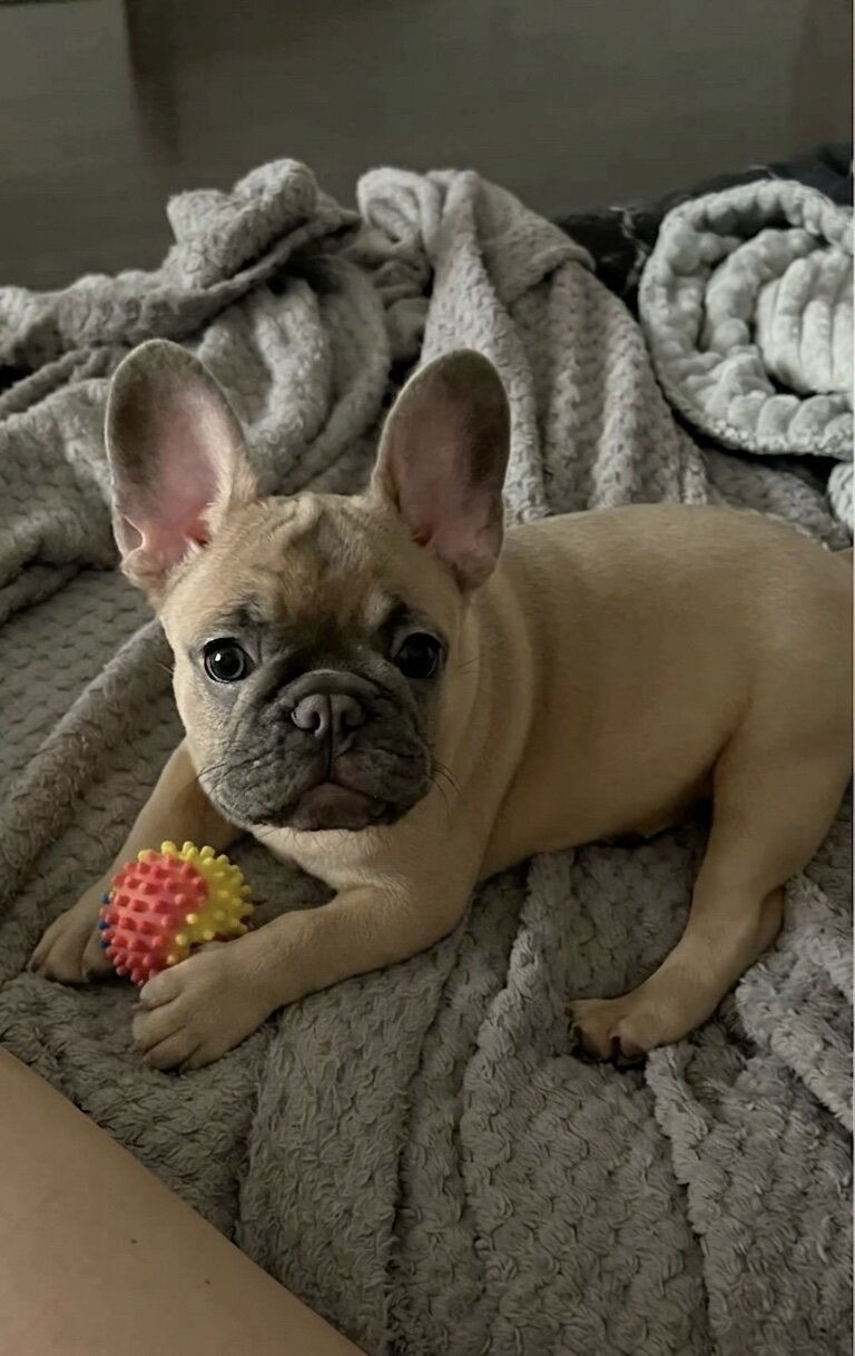 Frenchie bulldog puppy image 4