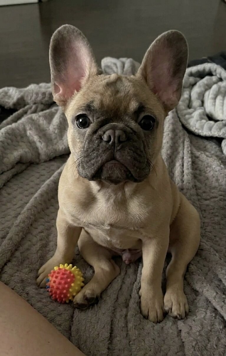 Frenchie bulldog puppy image 6