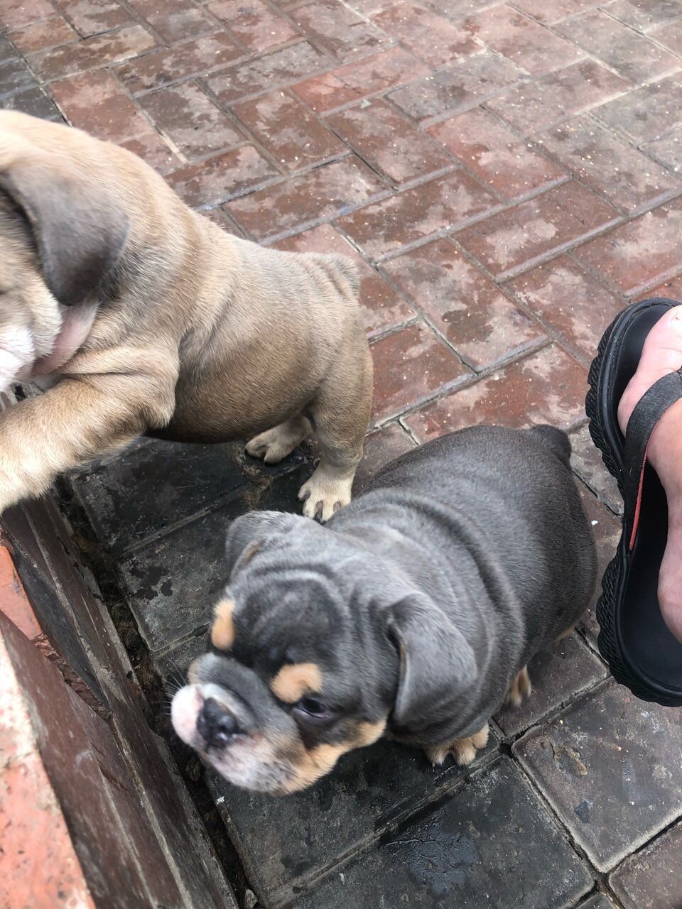 English Bulldog Puppies image 1