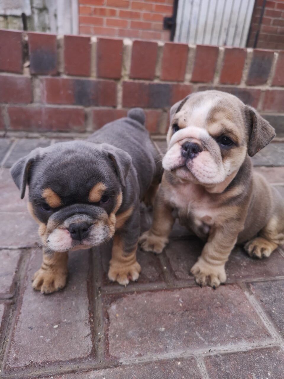 English Bulldog Puppies image 2