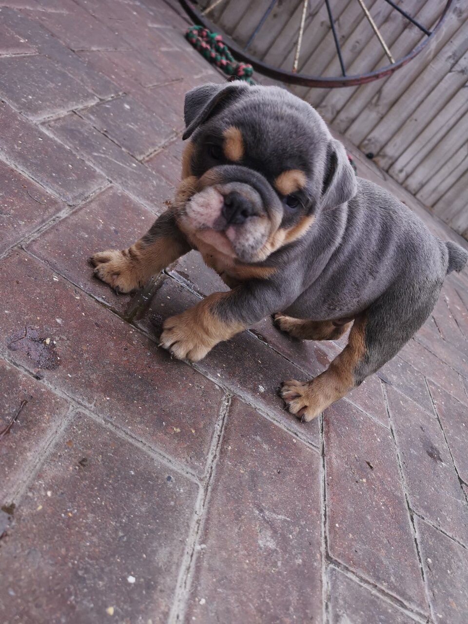 English Bulldog Puppies image 3
