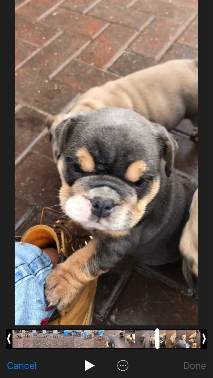 English Bulldog Puppies image 4