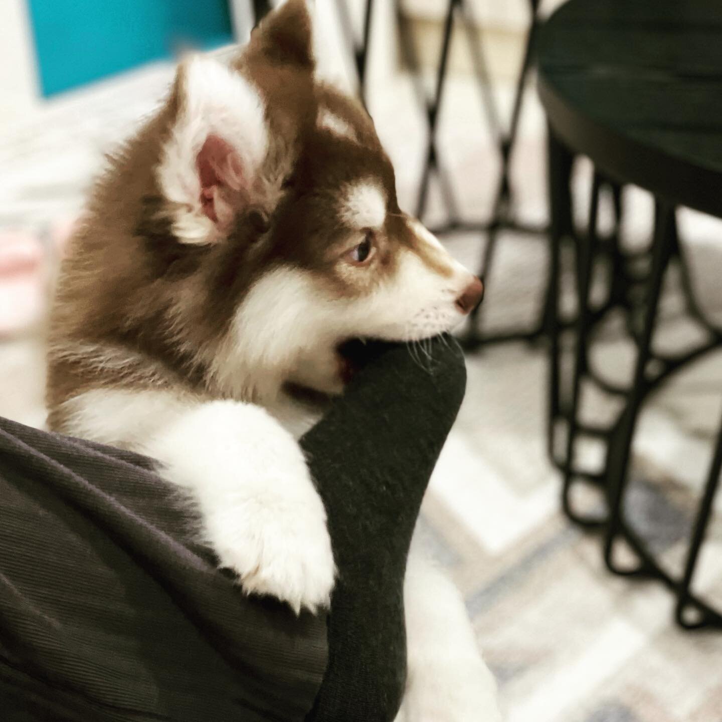 Siberian Husky Puppies image 2