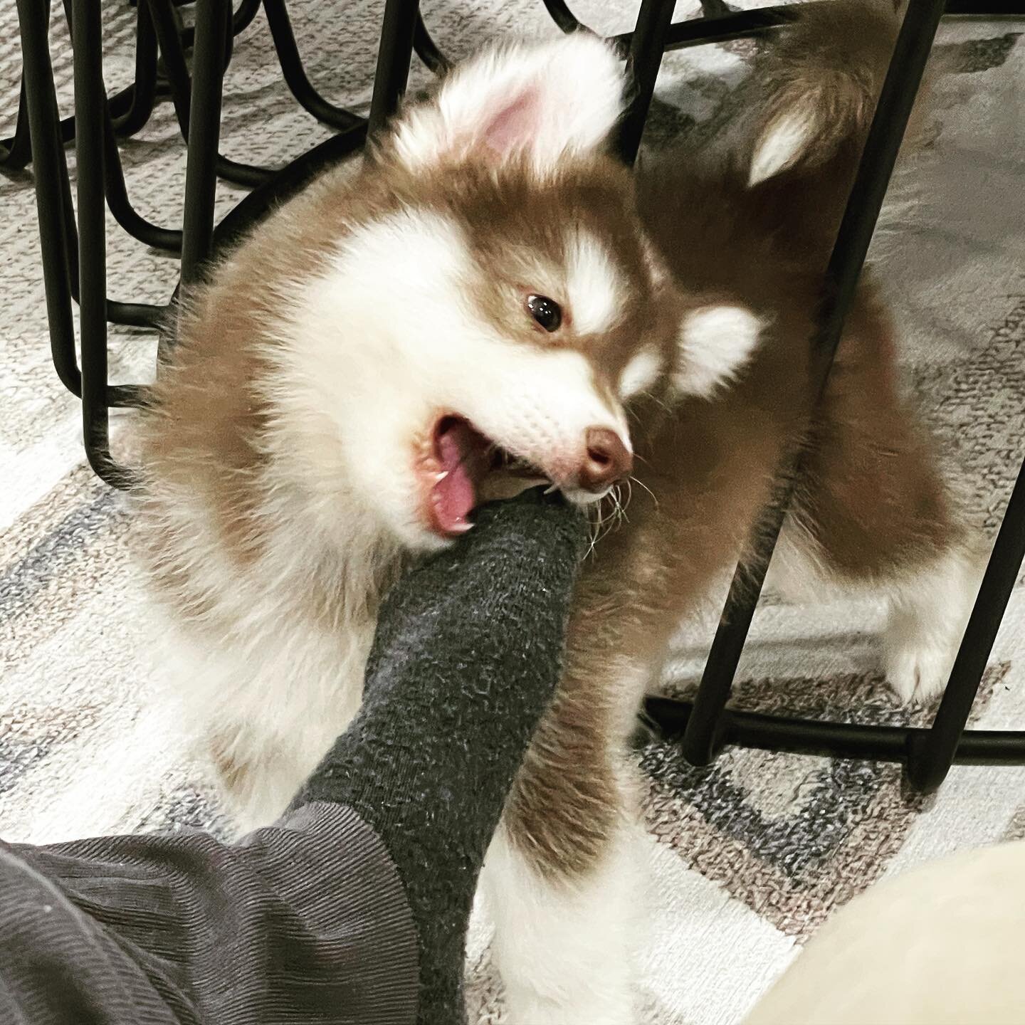 Siberian Husky Puppies image 3