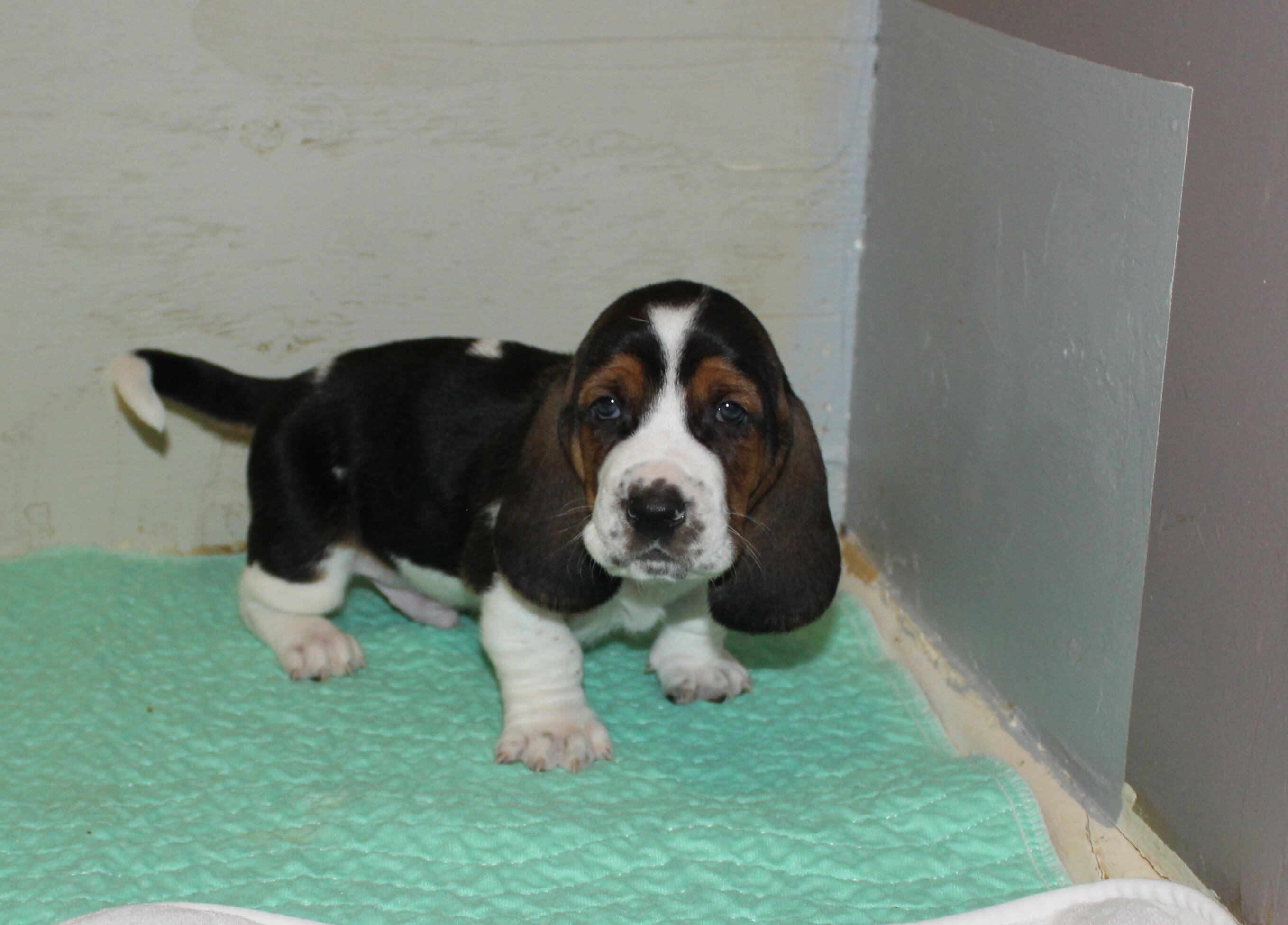 Basset Hound puppies image 6