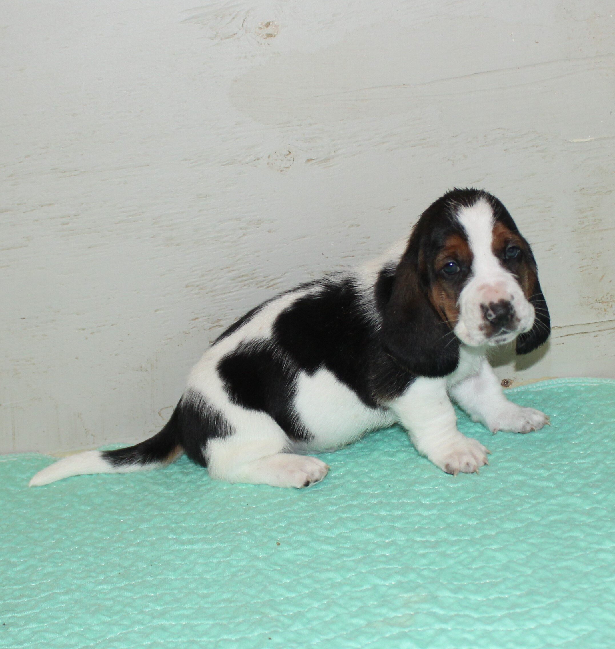 Basset Hound puppies image 5