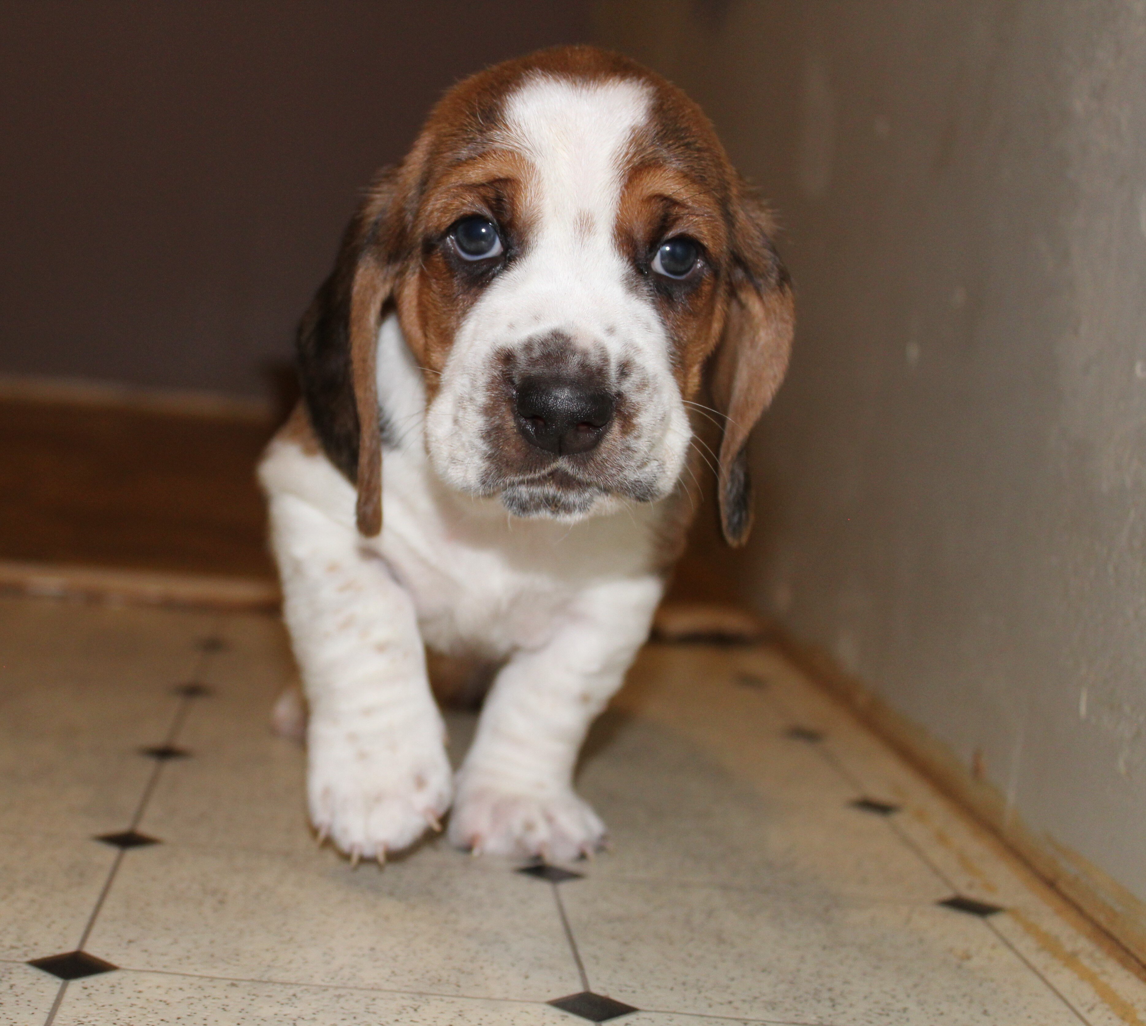 Basset Hound puppies image 4