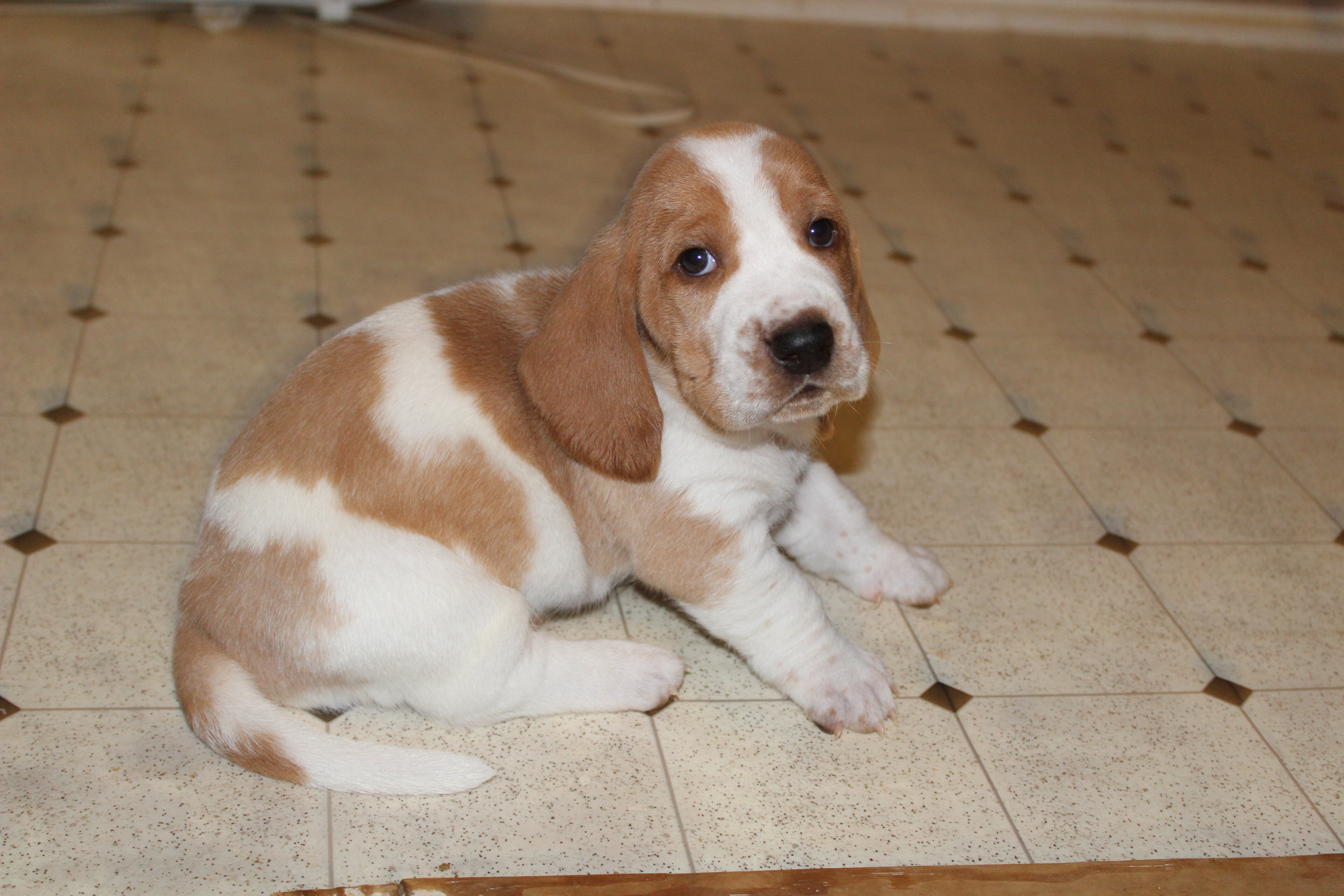 Basset Hound puppies image 7