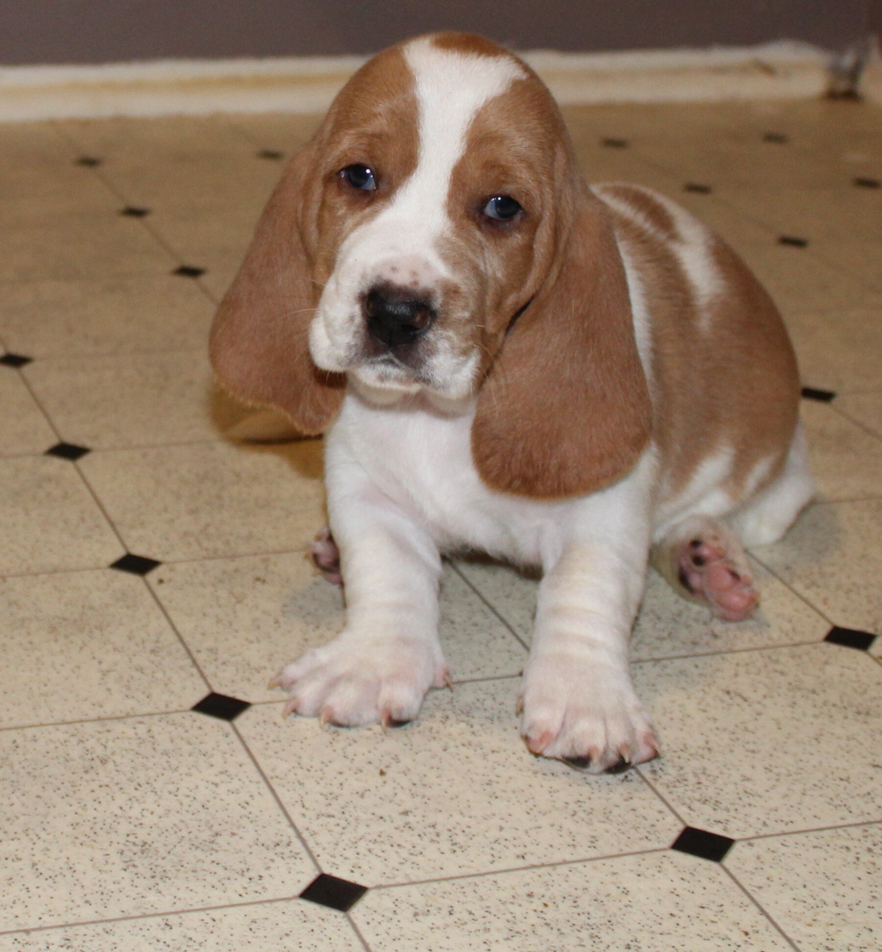 Basset Hound puppies image 3