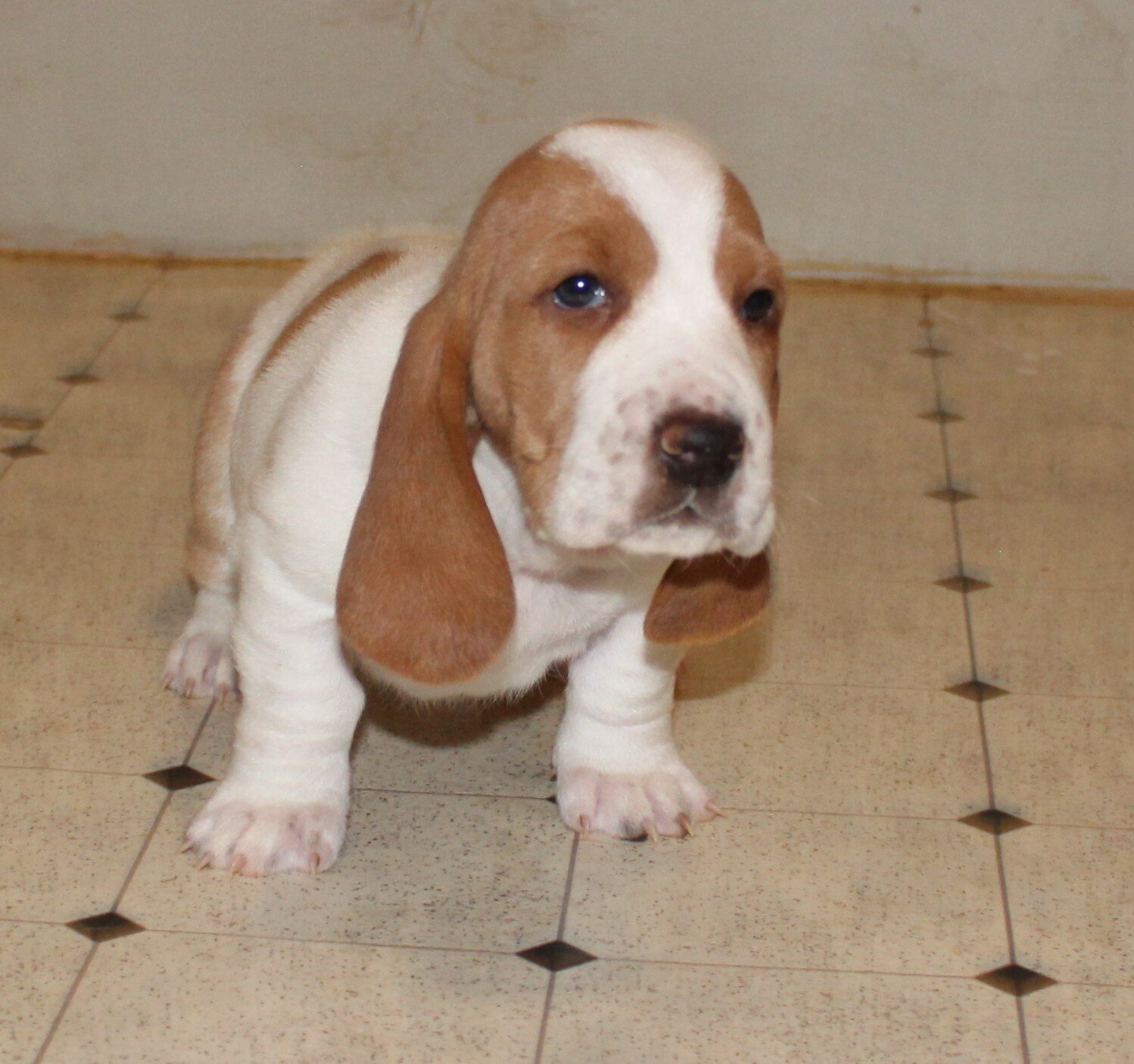 Basset Hound puppies image 2