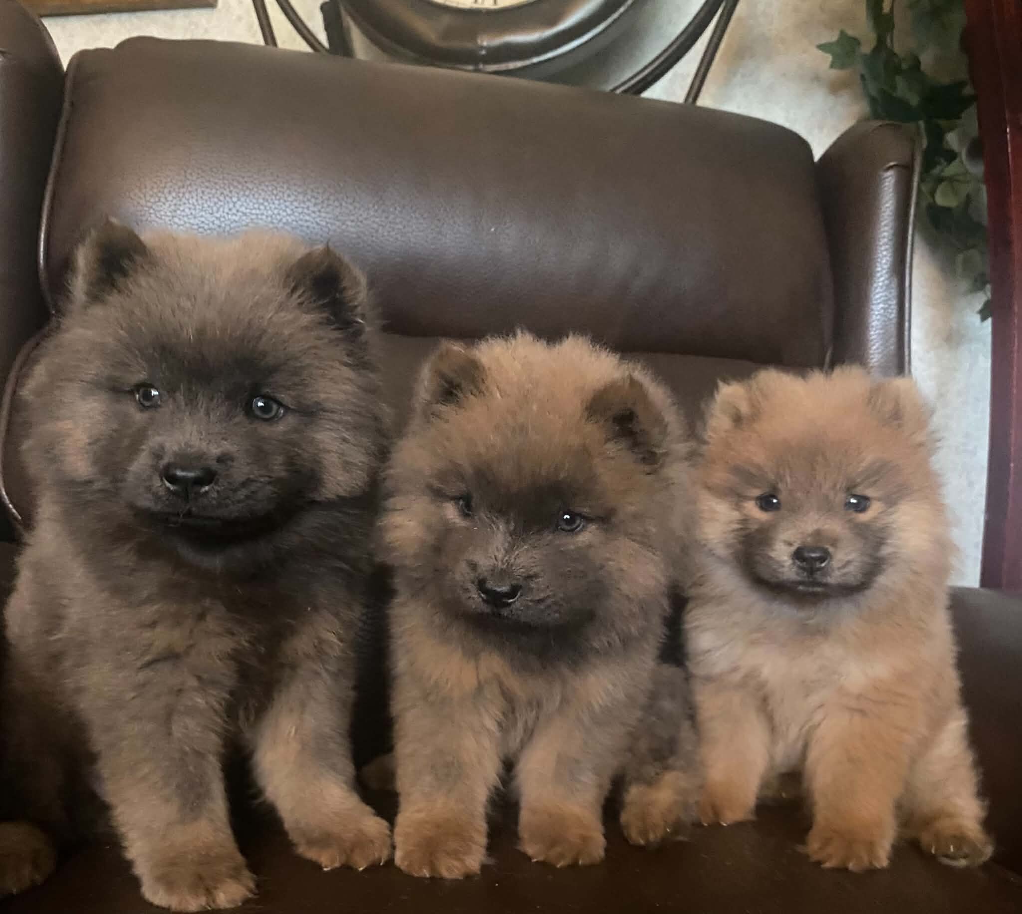 Chow Chow Puppies image 1