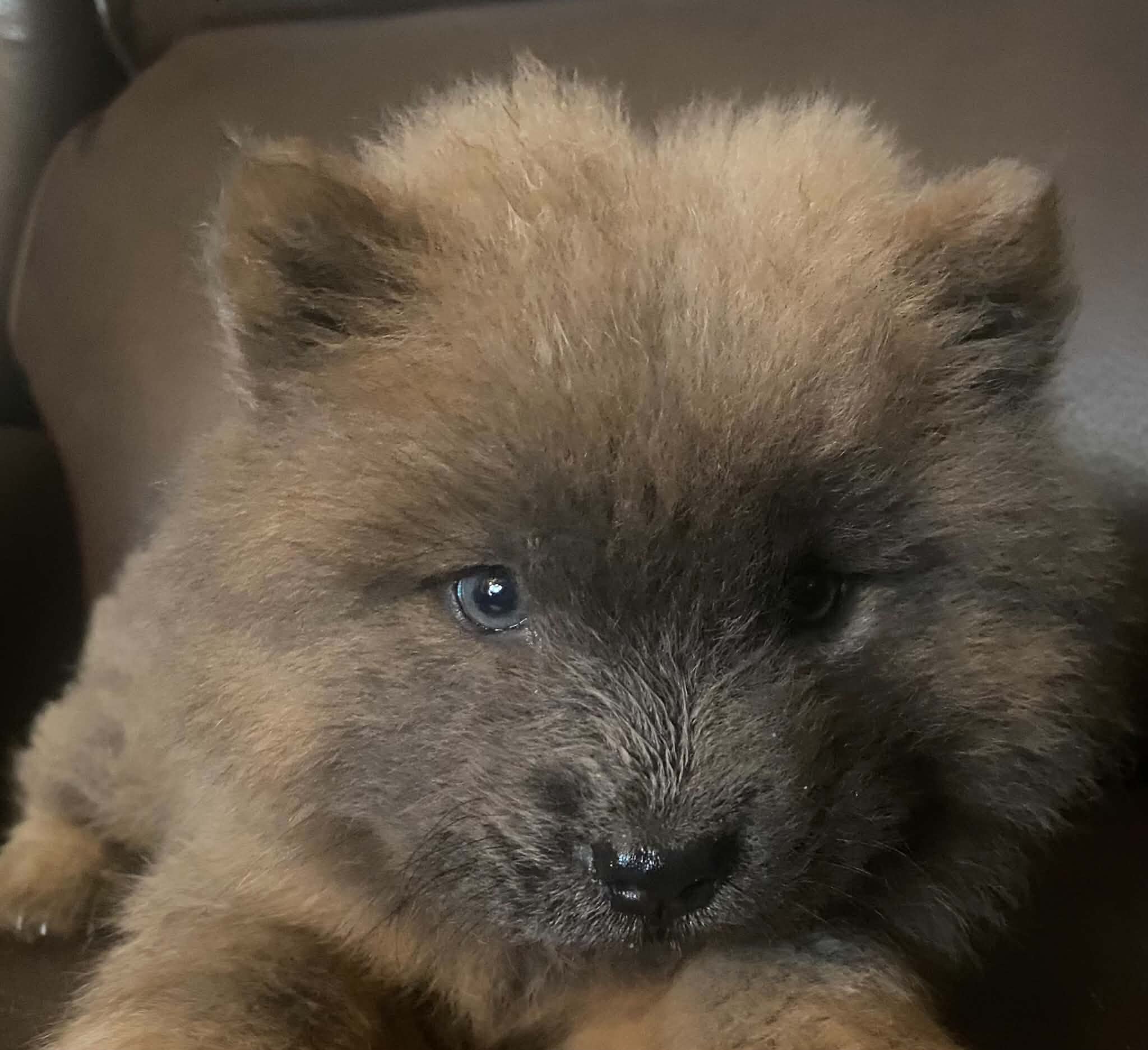 Chow Chow Puppies image 2