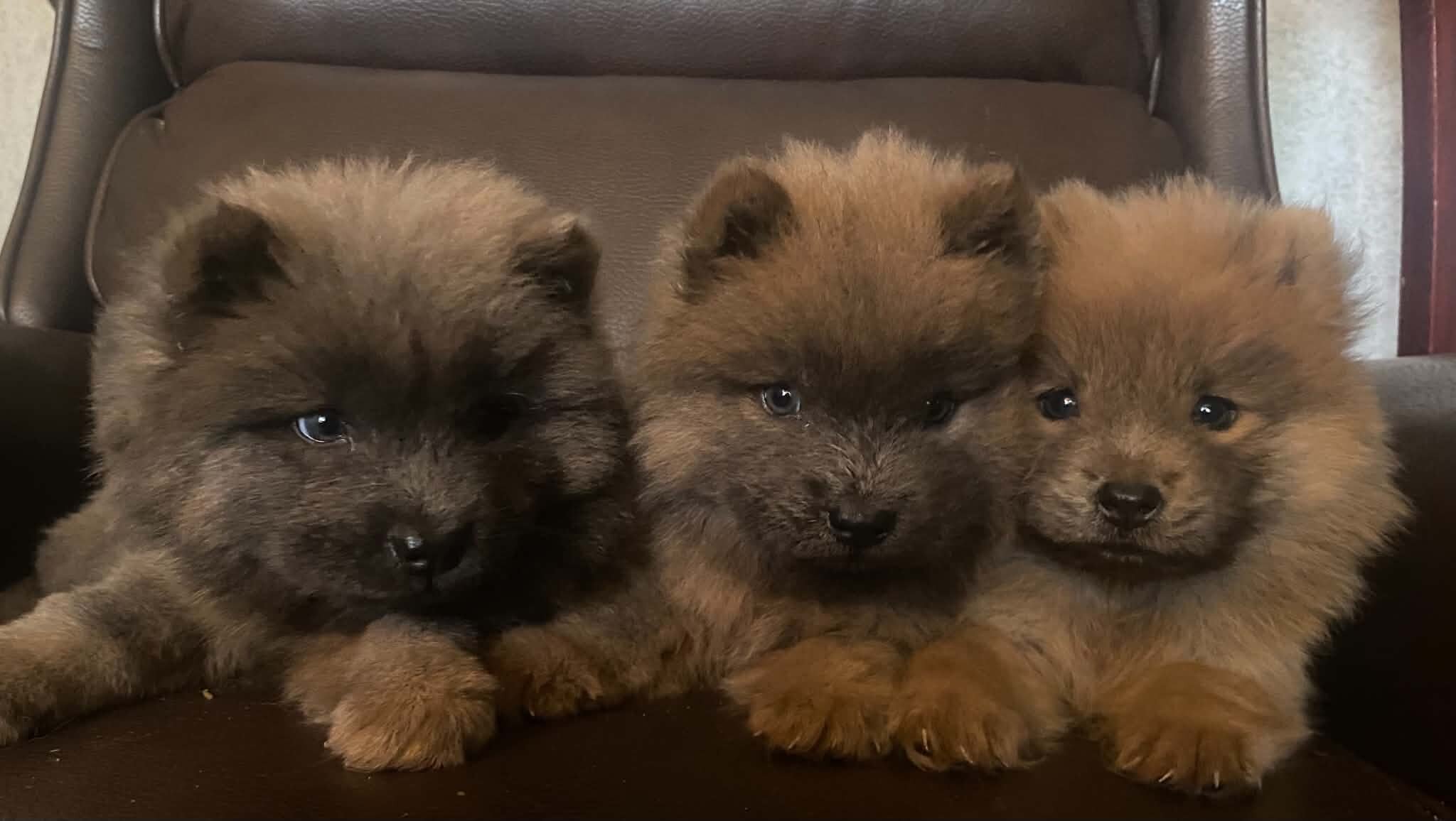 Chow Chow Puppies image 3