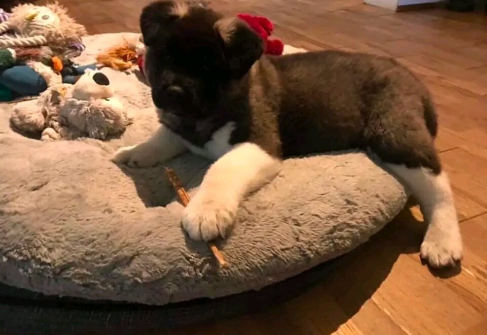 American Akita Puppies Ready For New Homes image 1
