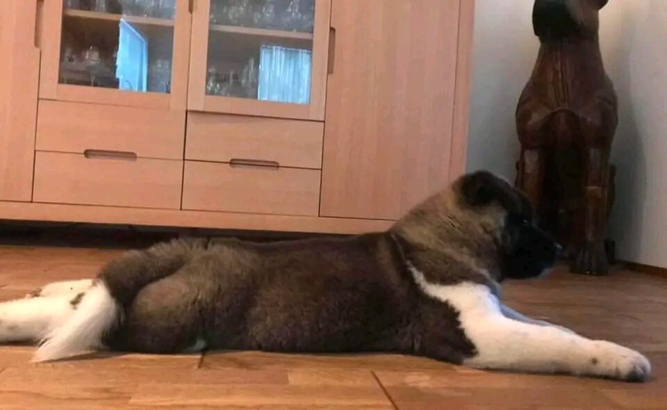 American Akita Puppies Ready For New Homes image 2