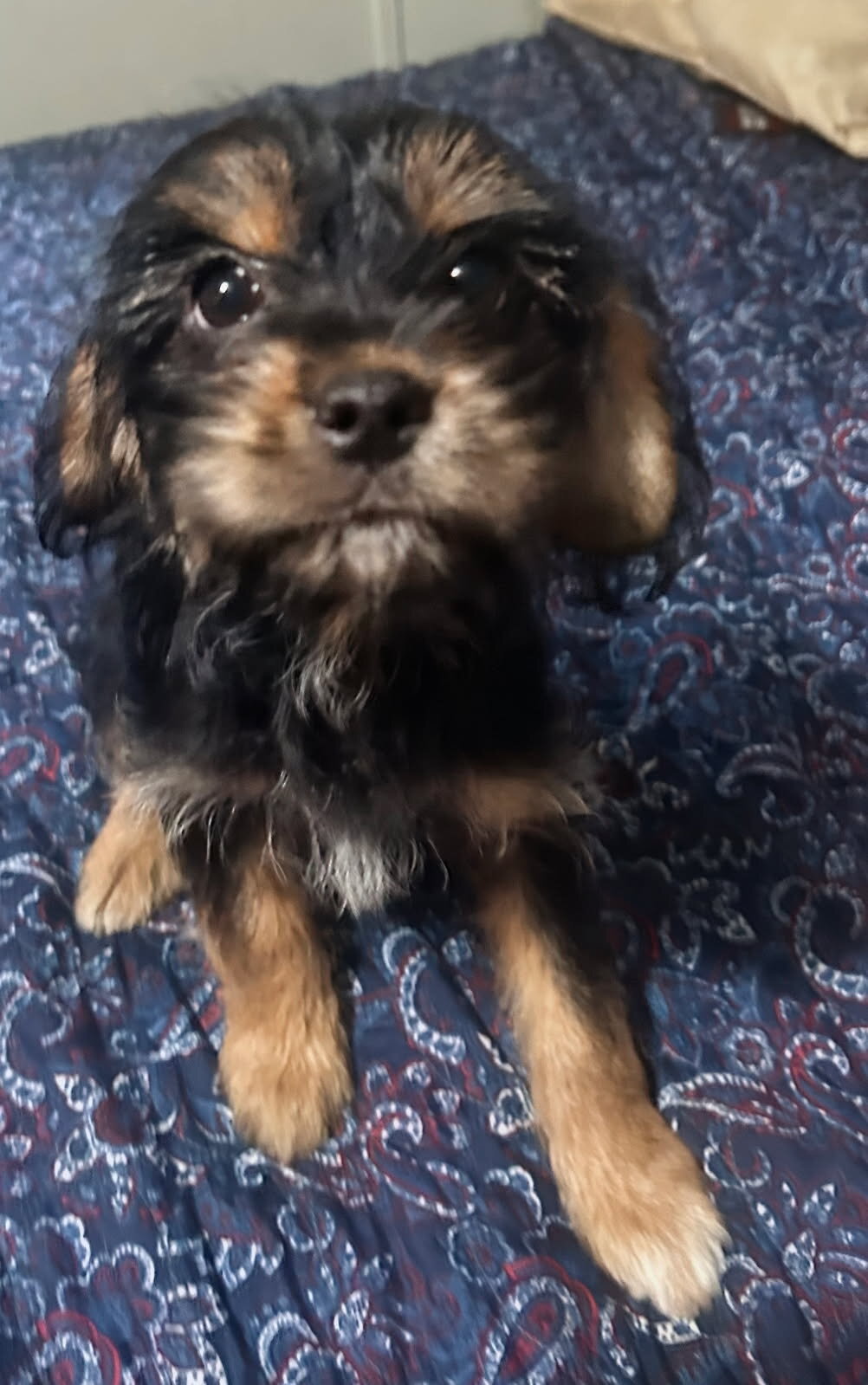 Yorkie and Jack Russel Mix puppies for sale image 8