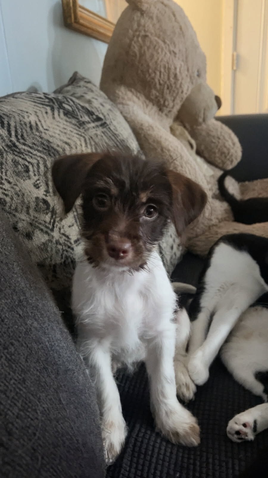 Yorkie and Jack Russel Mix puppies for sale image 6