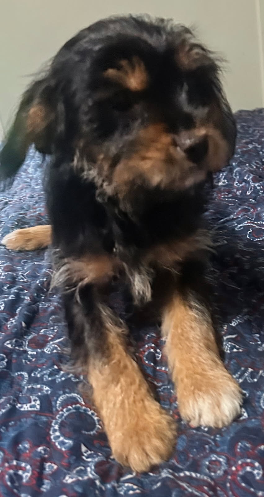 Yorkie and Jack Russel Mix puppies for sale image 4