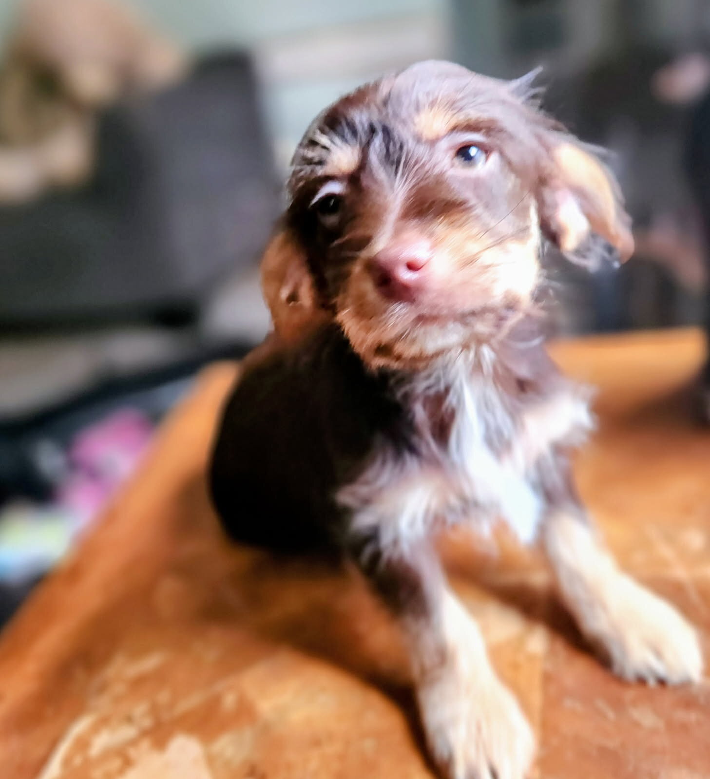 Yorkie and Jack Russel Mix puppies for sale image 2